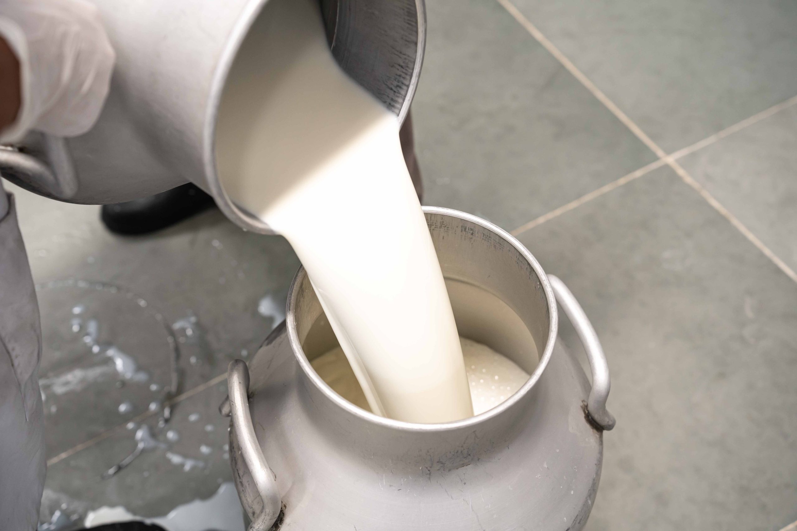 Whole Milk Whole Milk